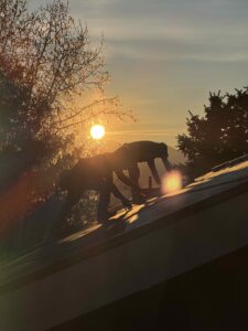 Utah Roofing Upgrade: IKO Dynasty Shingles and Wind Damage Restoration in Heber, UT